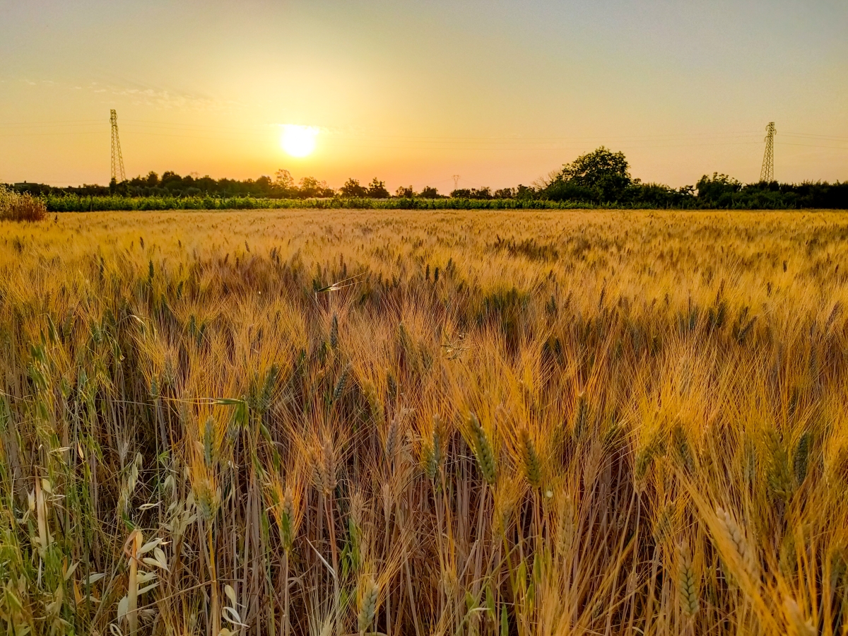 Campo di grano al tramonto