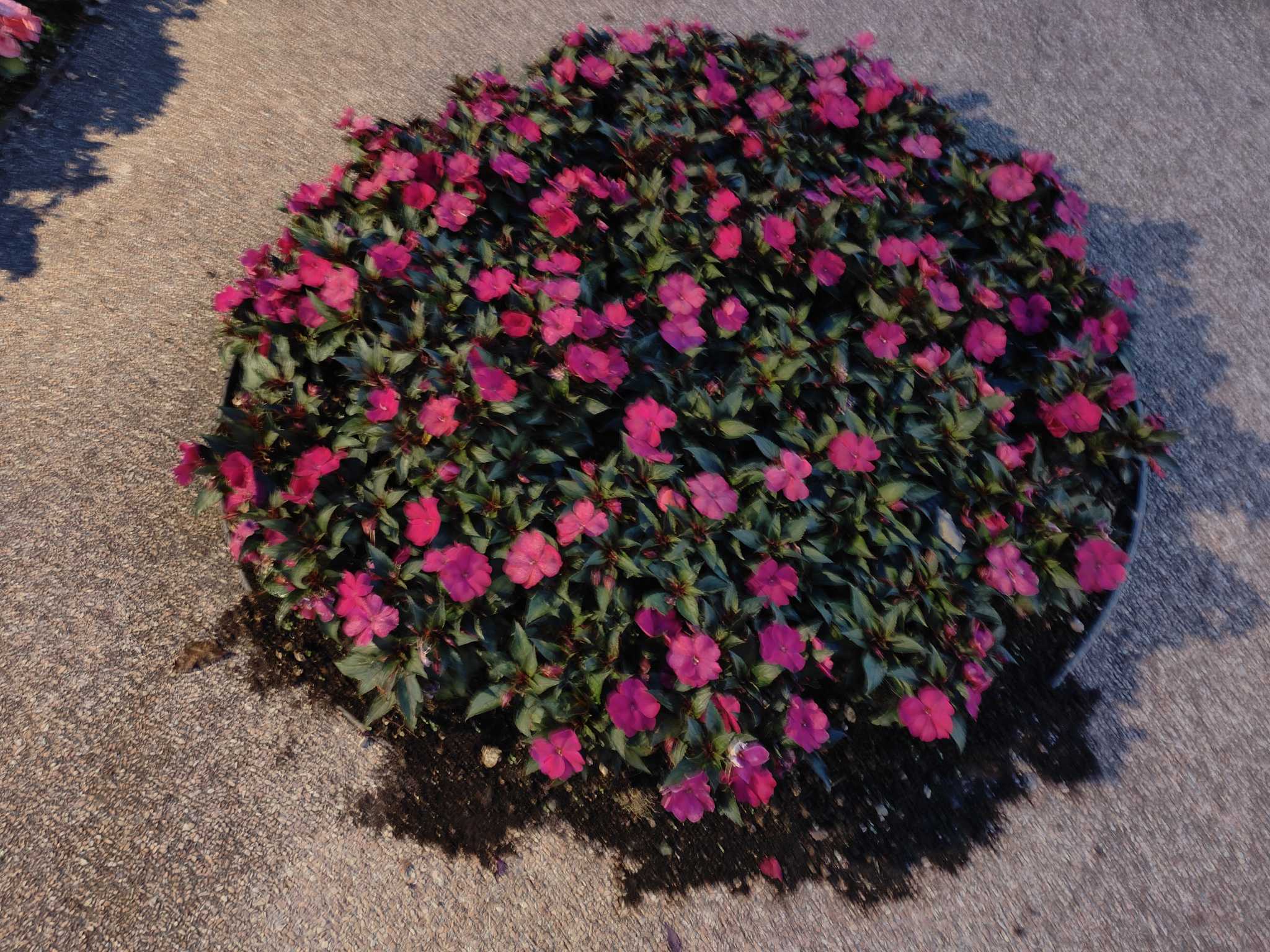 fiori di sera