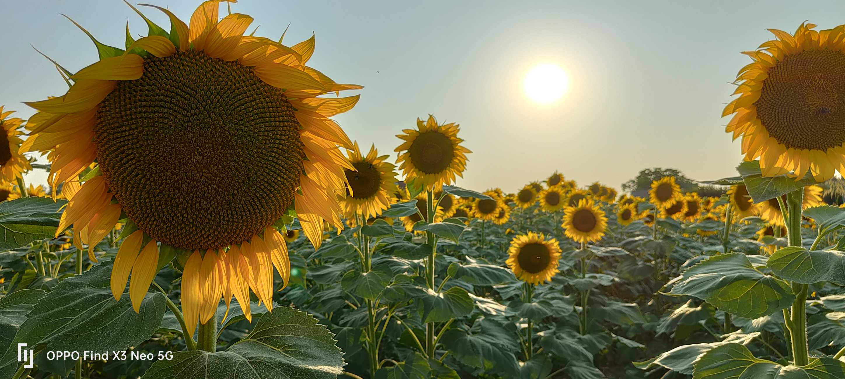 Campo di girasoli