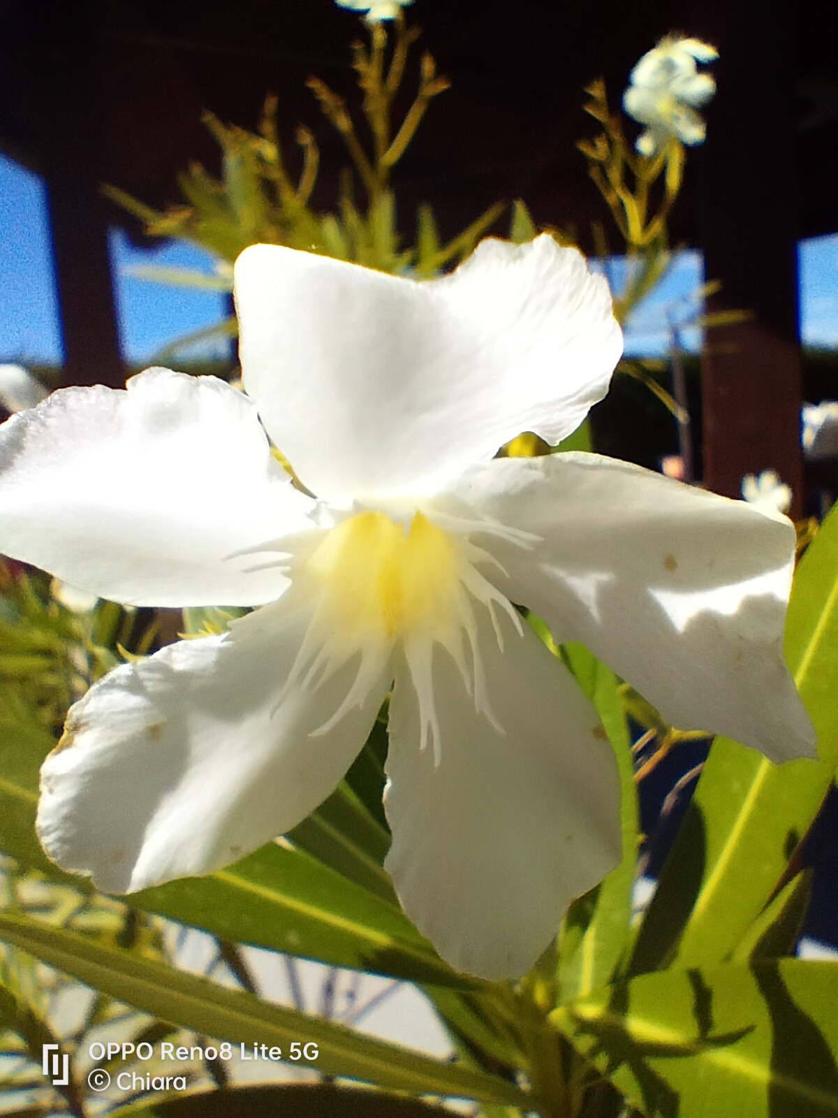 Il macro di Oppo Reno 8 Lite