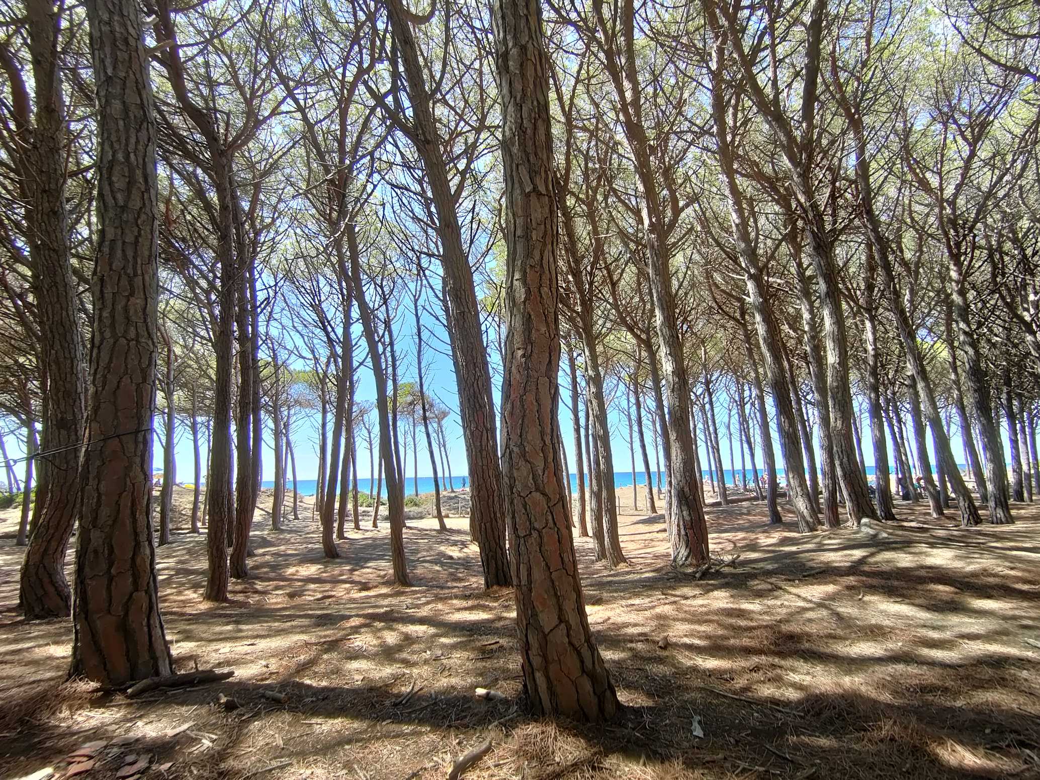 Pineta Cecina