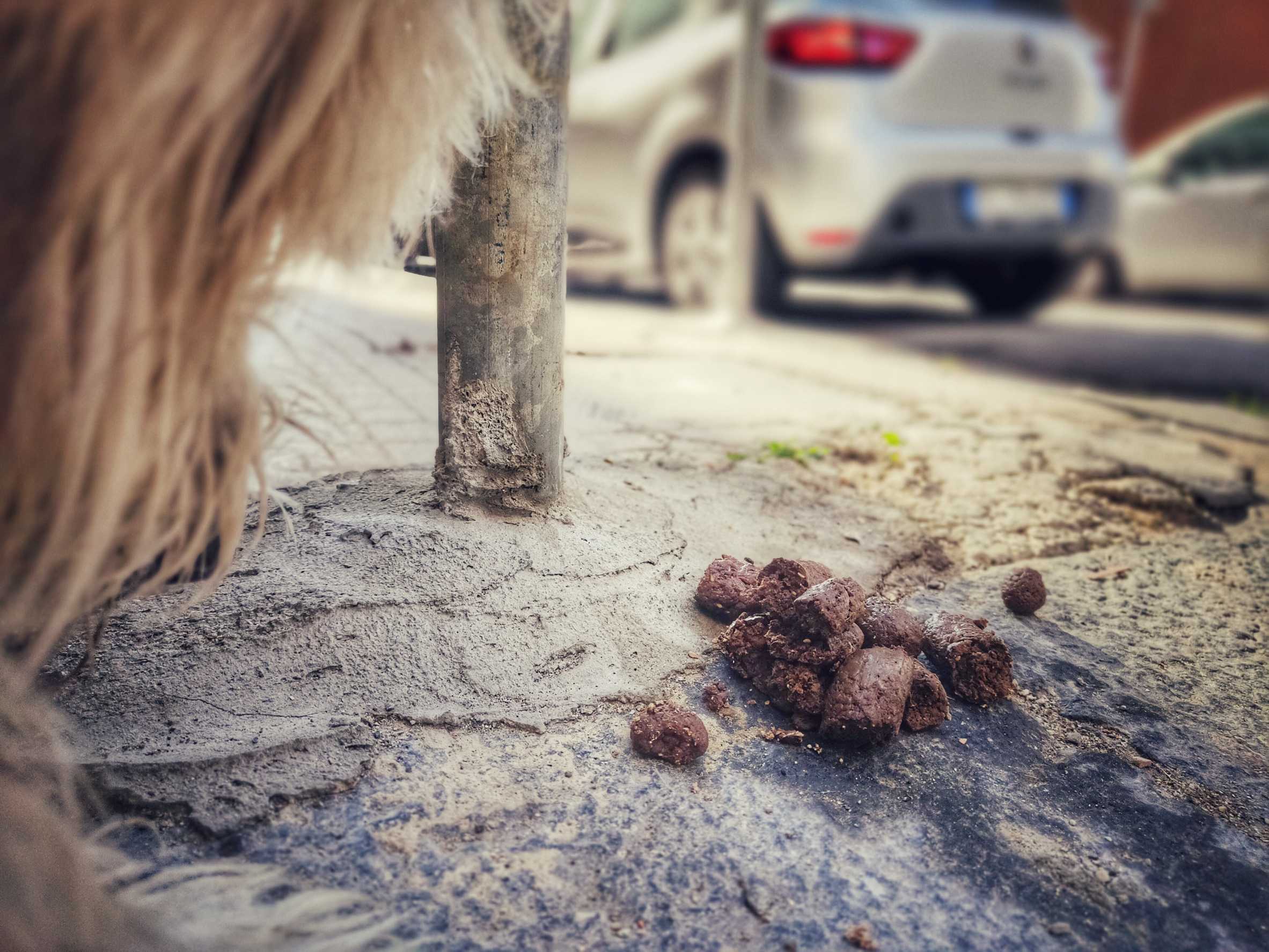 gente di merda!