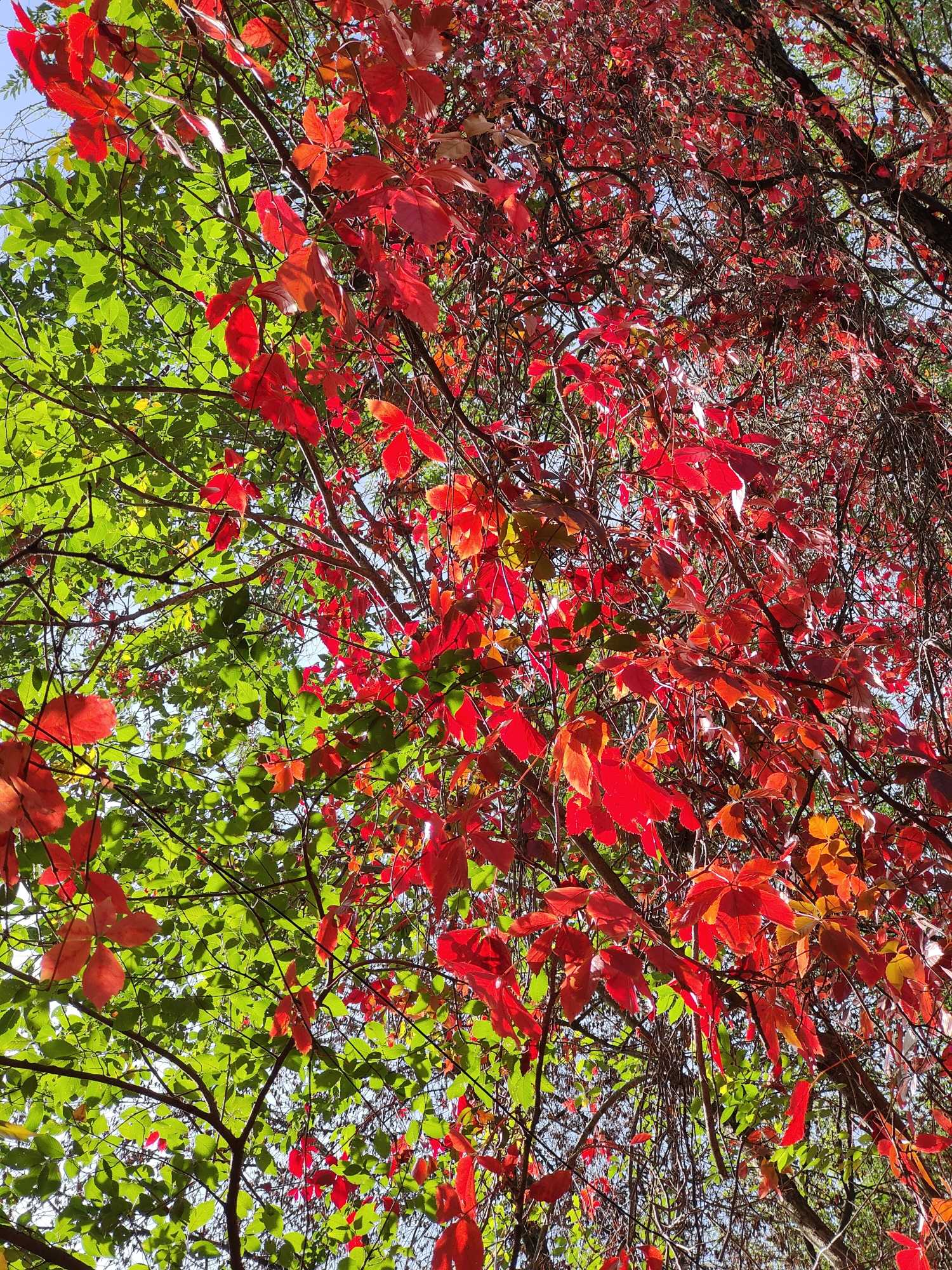 Autunno