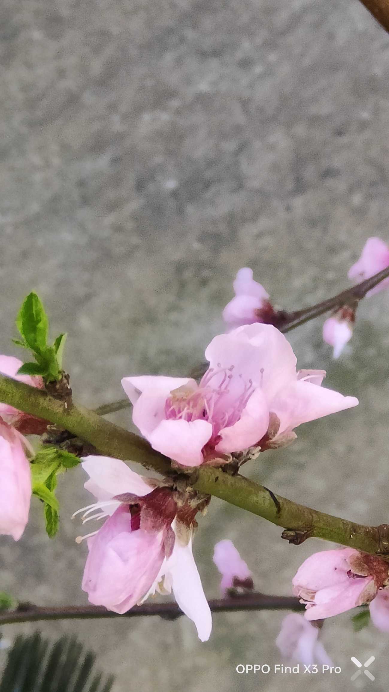 Fiori rosa, fiori di pesco... Oppo Community Italia