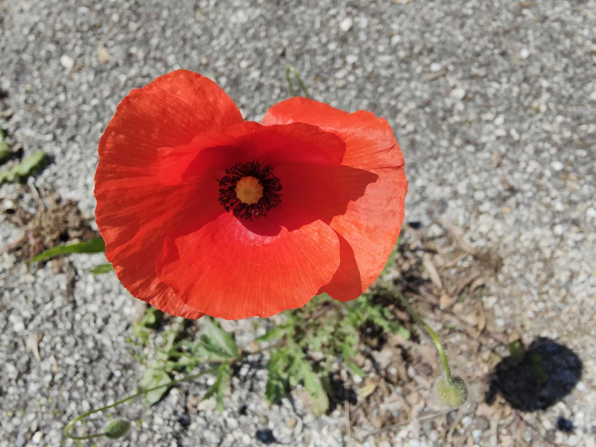 un fiore