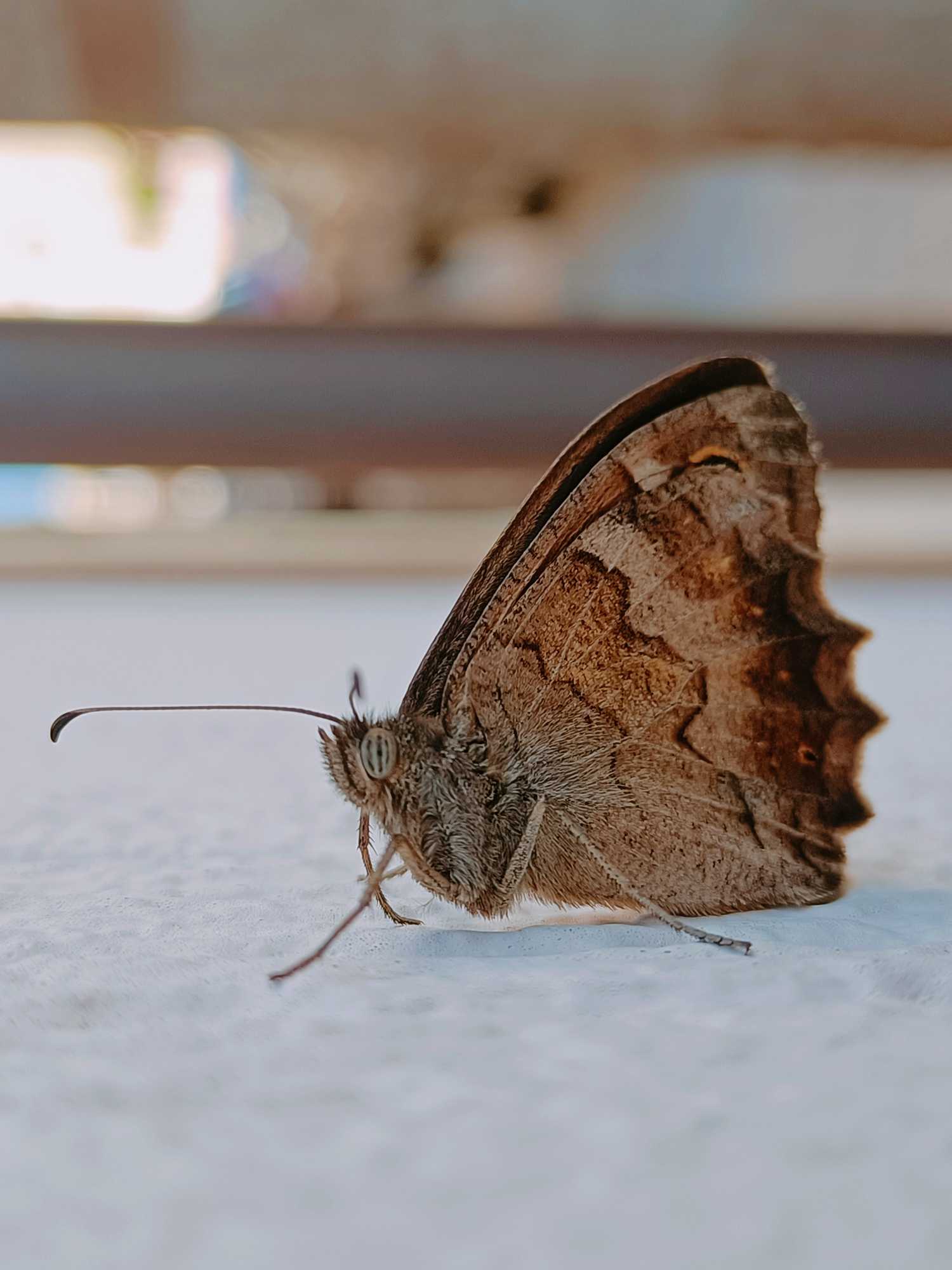 Falena salentina