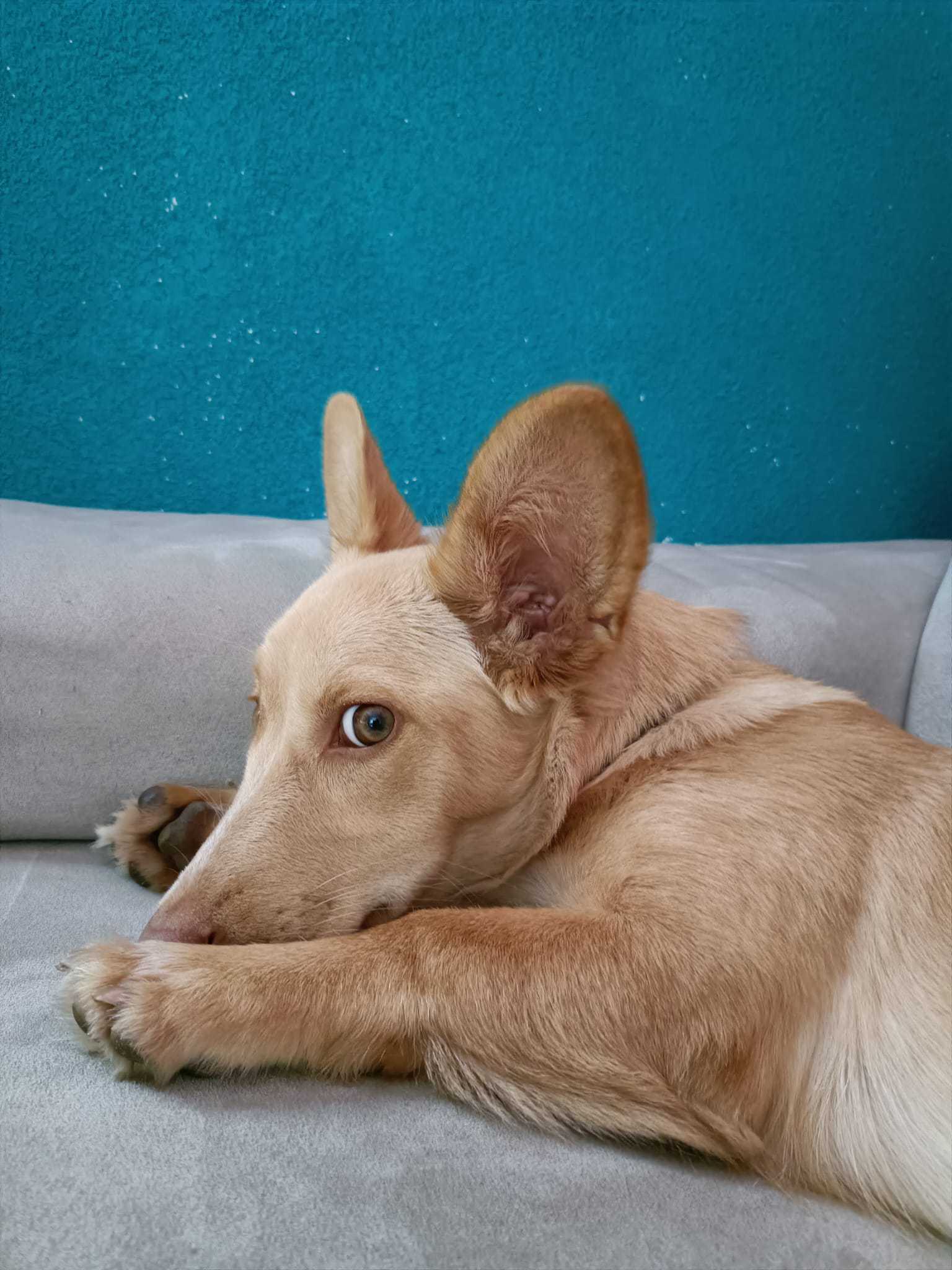 Oppo Reno 10