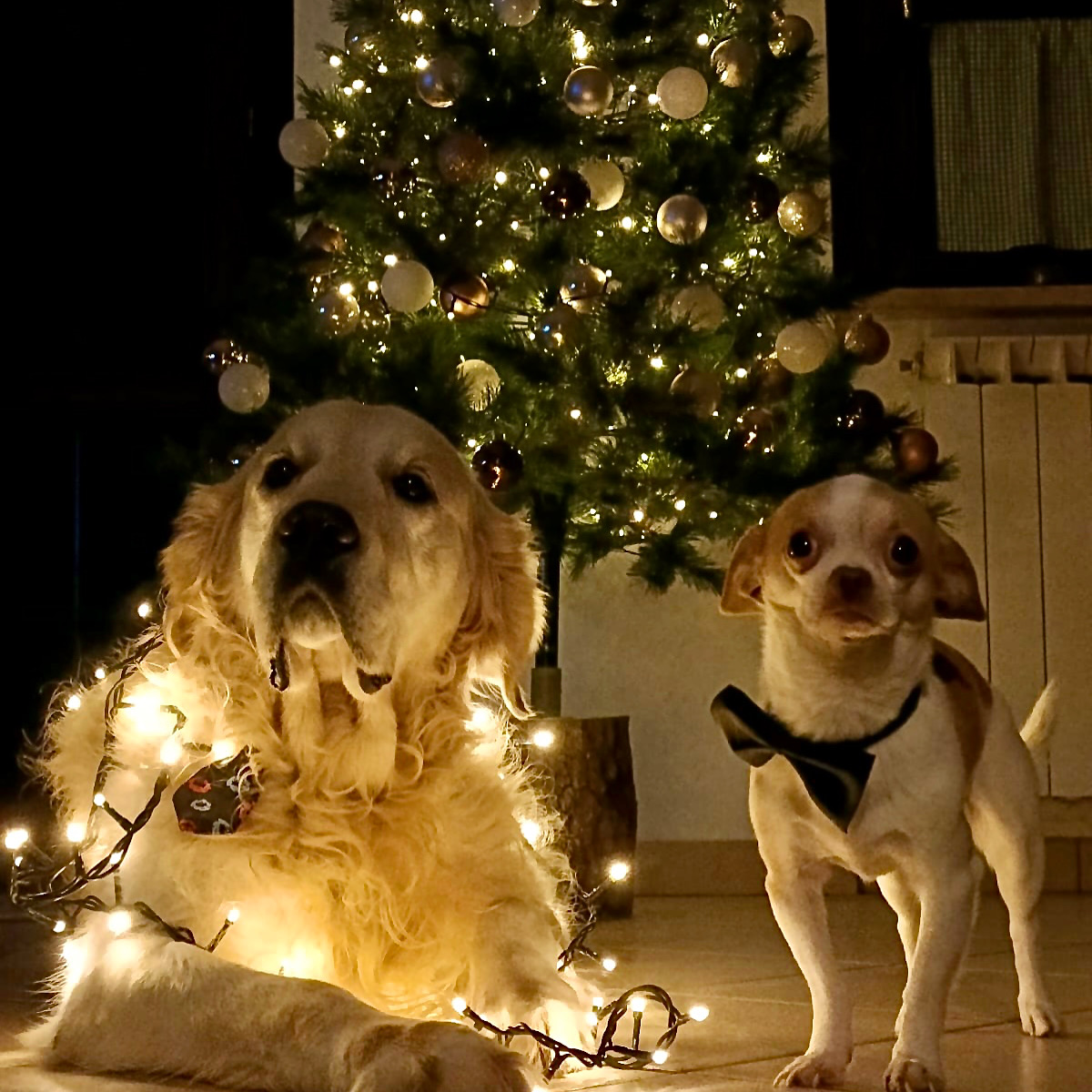 Buone feste da Filippo e Giorgio