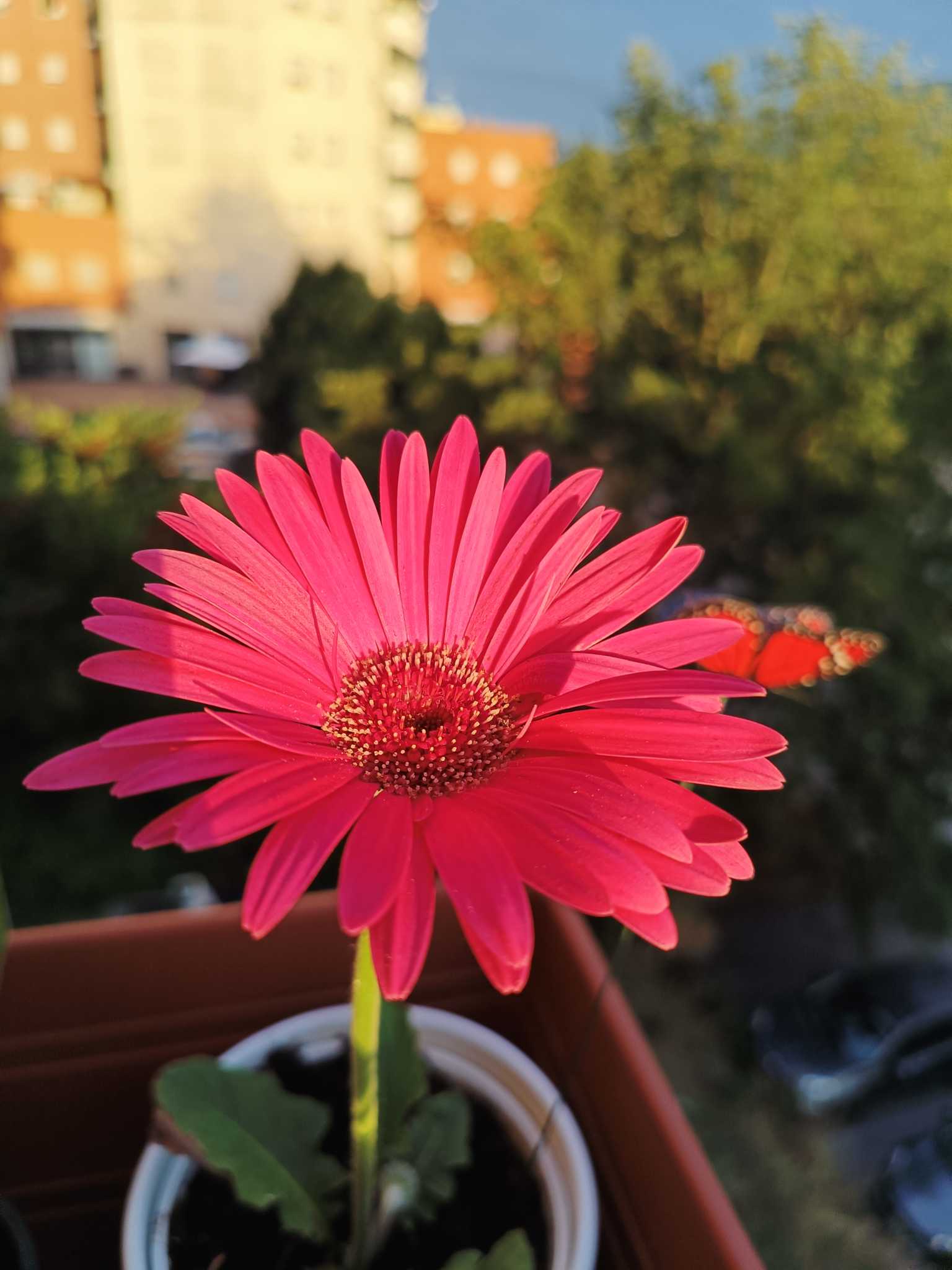 Summer's flower
