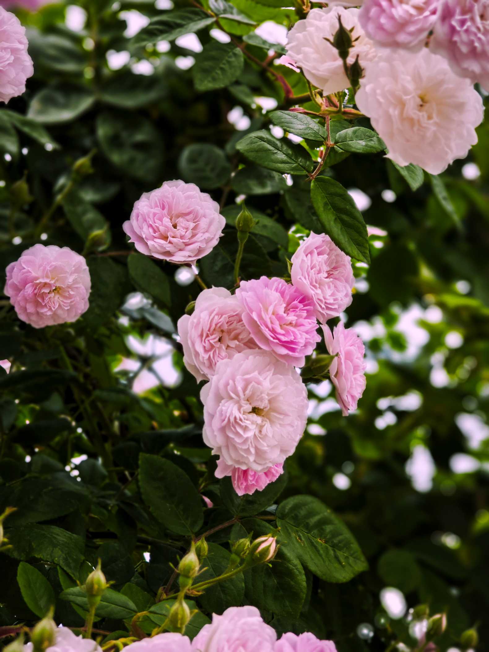 🌸