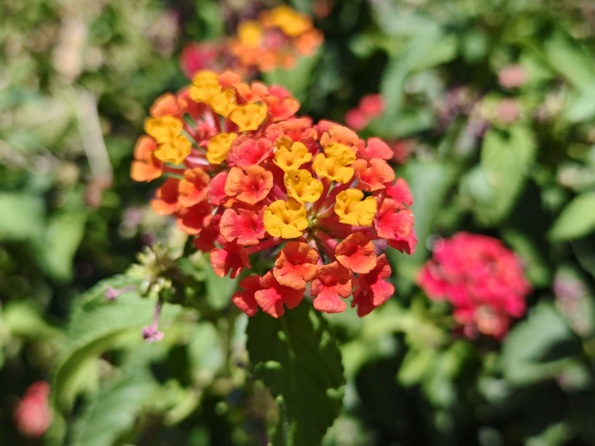 Lantana Camara...