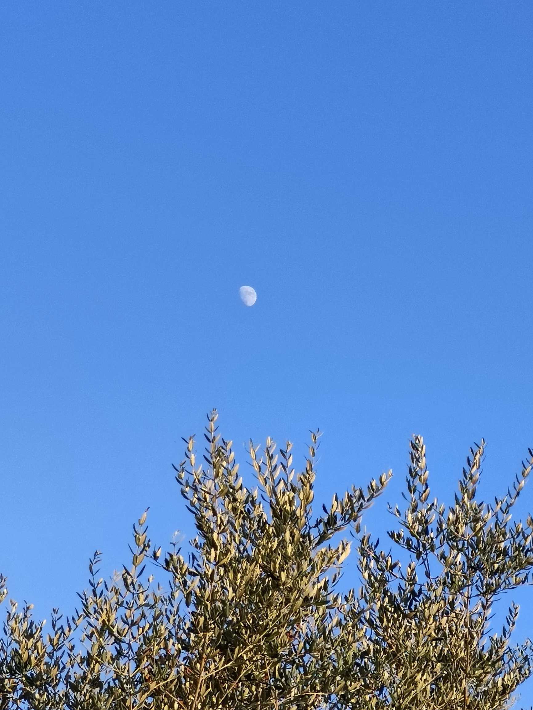 natura, cielo e luna