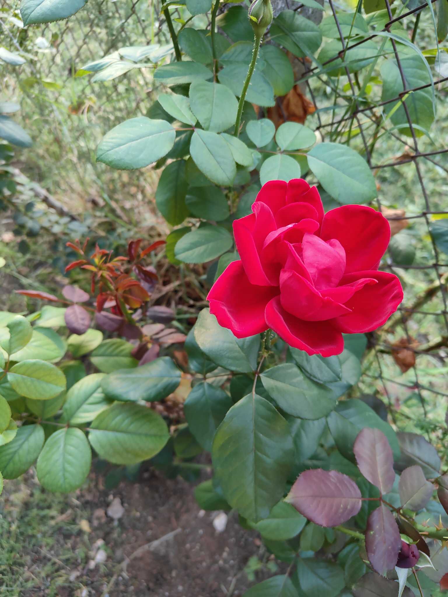 Rosa 🌹