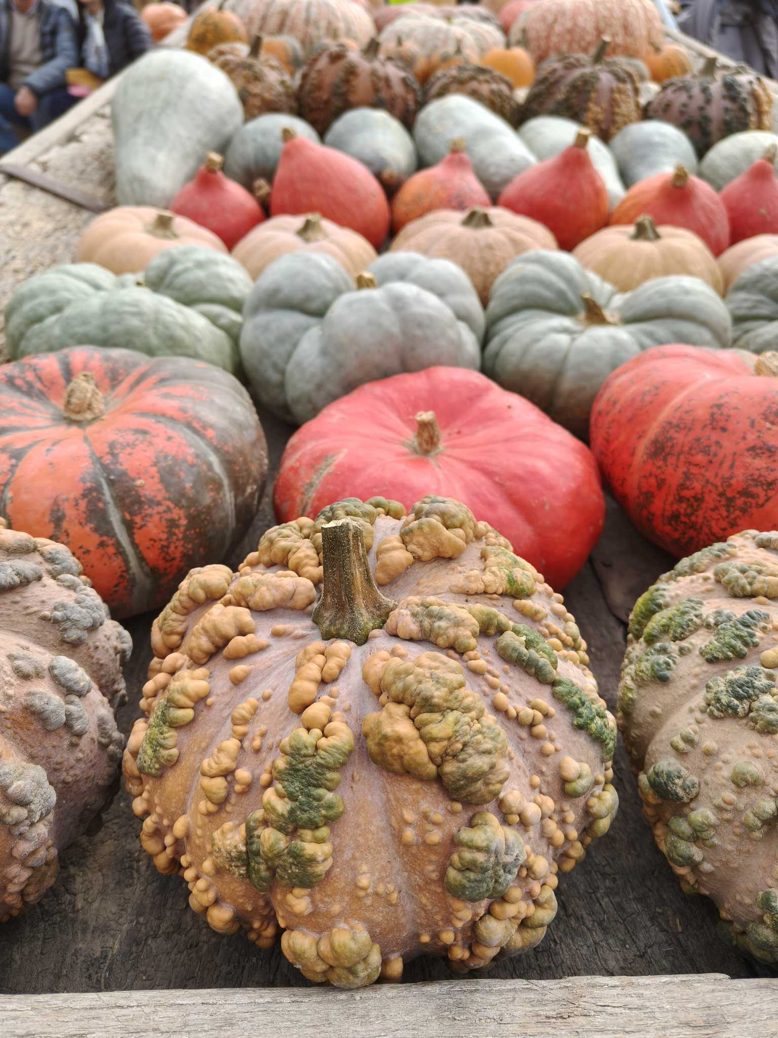 Festa della Zucca