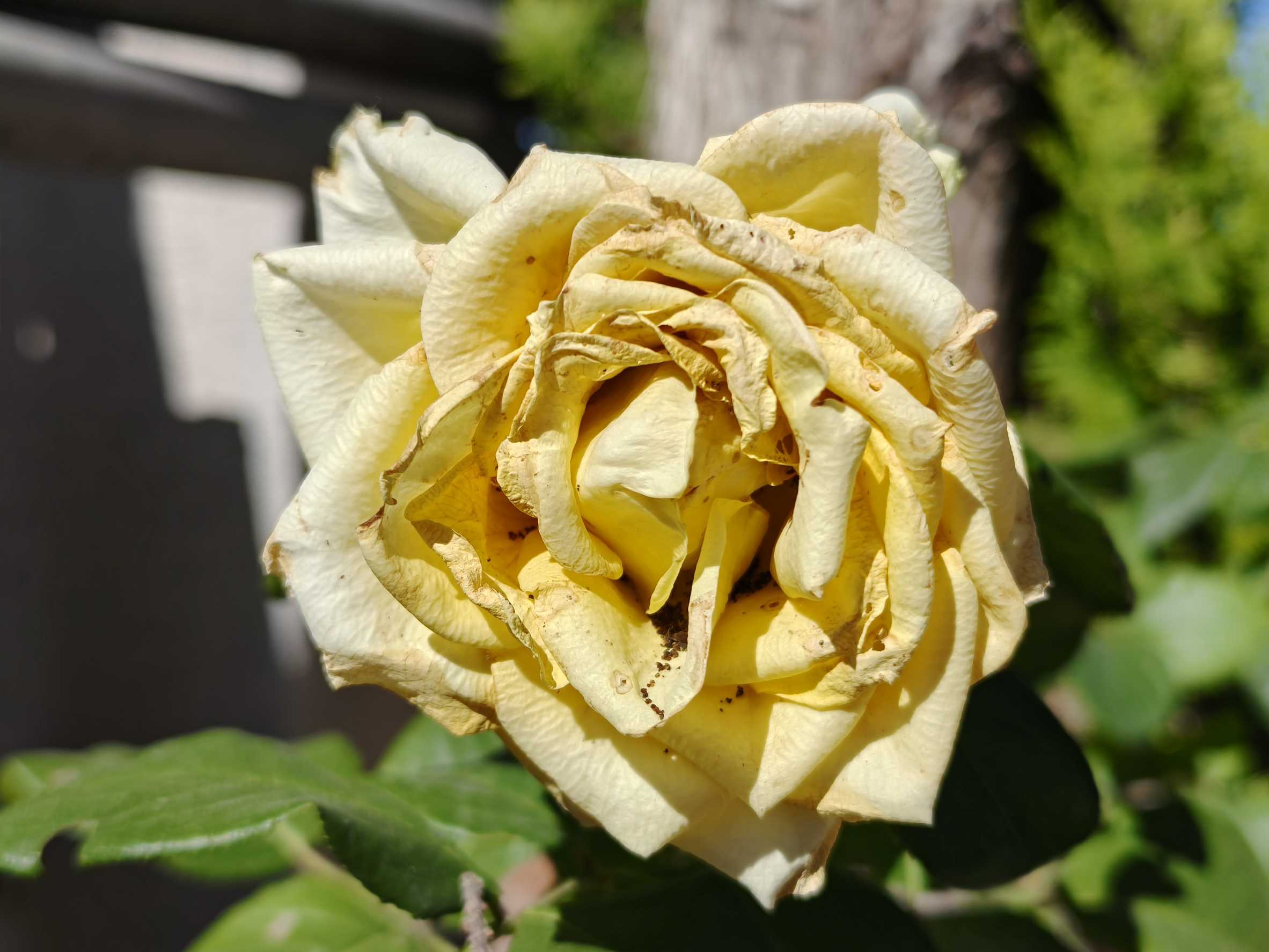 Rosa Apassita