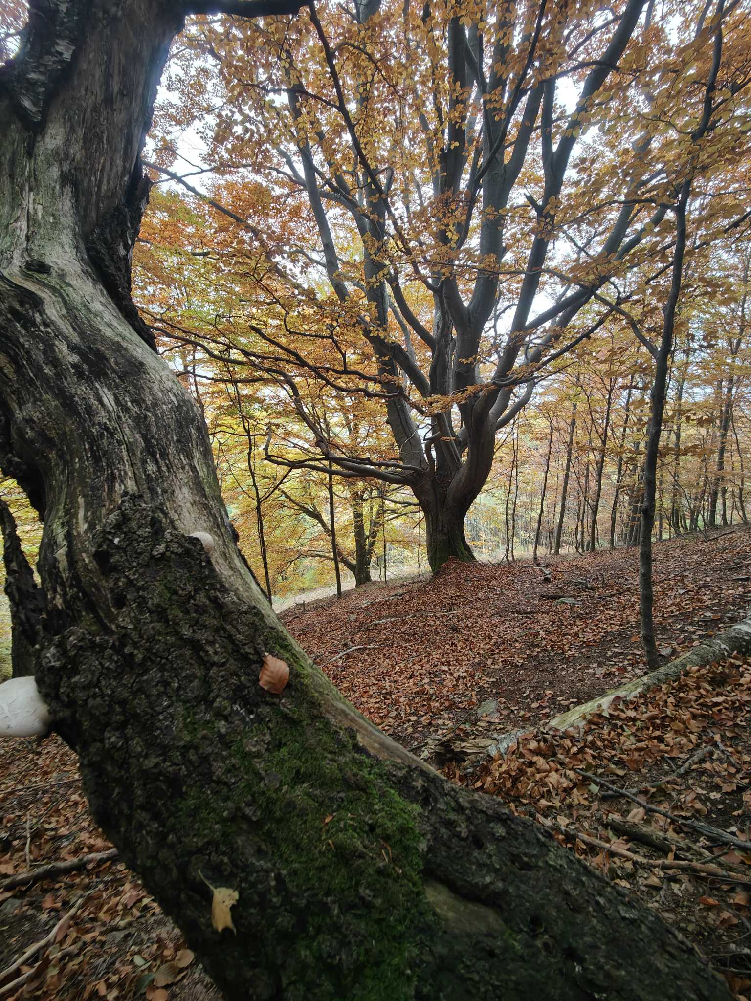 Autunno