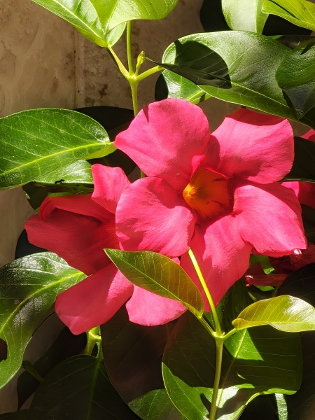 Bellissimo questo fiore