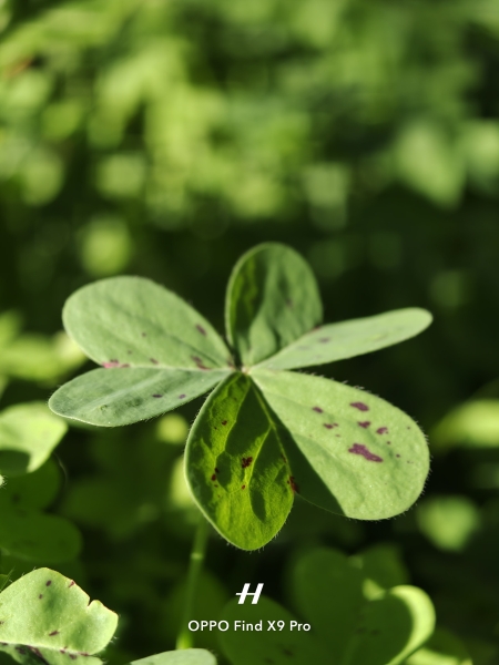 Stupendo quadrifoglio