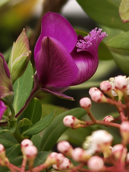 Adoro questo fiore❤️