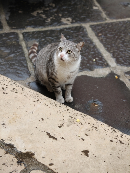 Un modello d'eccezione oggi✨