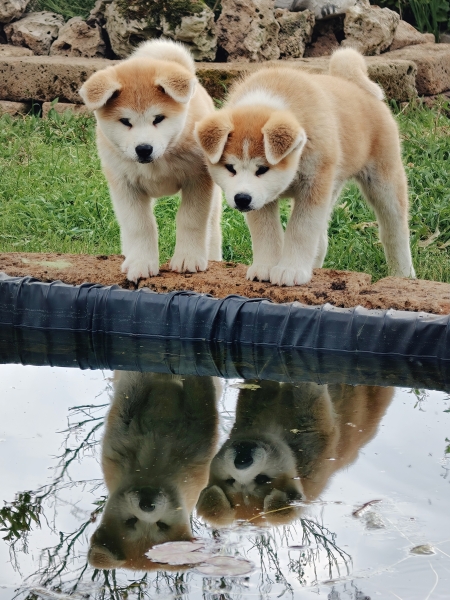 Cagnolini Riflessi