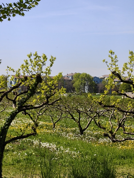 Collebeato