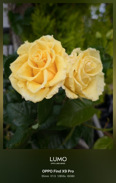 Yellow Roses