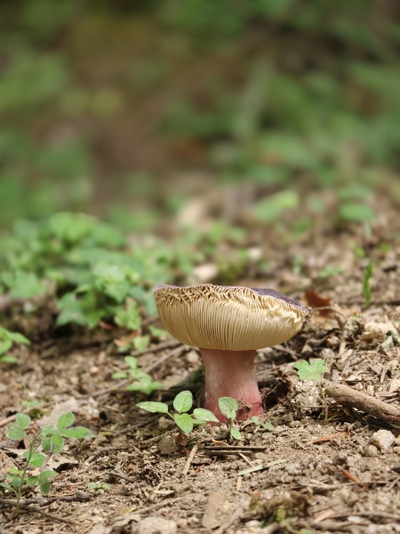 Mushroom