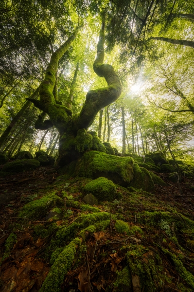 Alberi