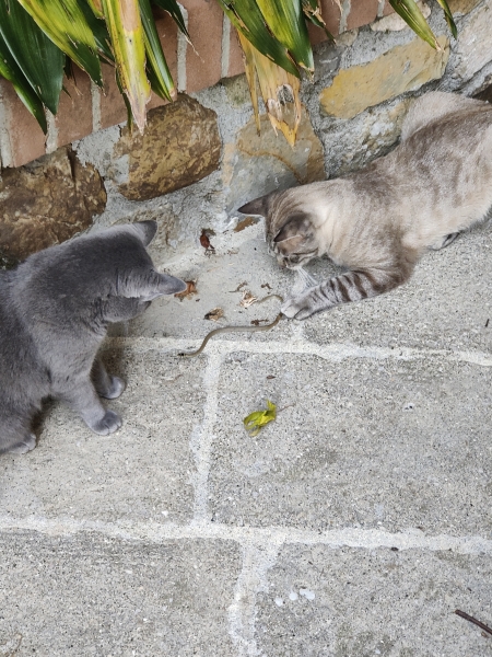 Gatti in azione!!!
