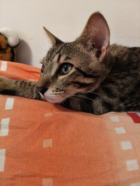 Maverick e il suo sguardo felino
