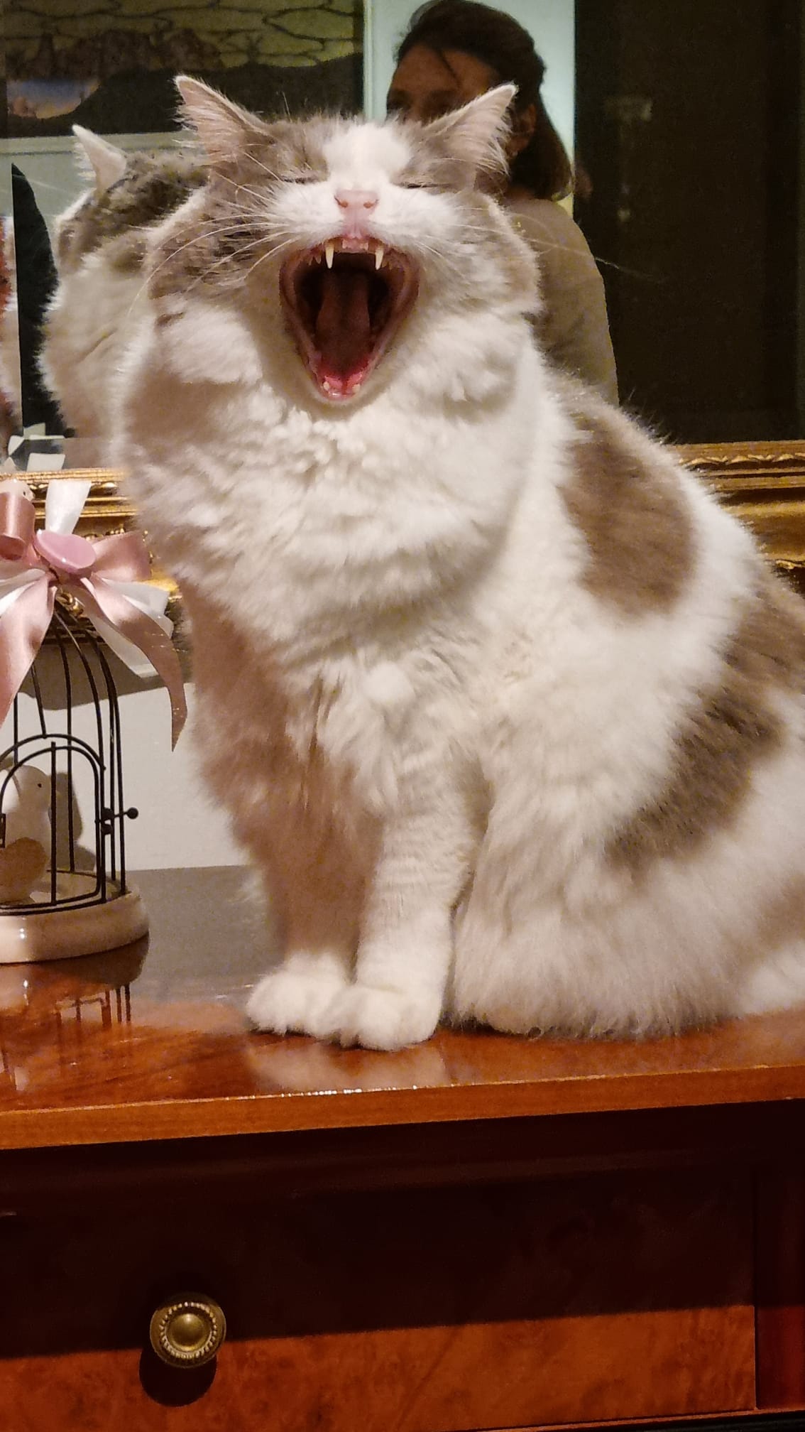 Il Leone