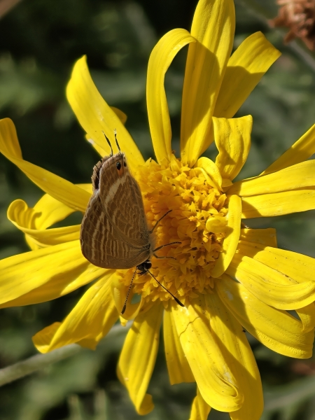 Lampides boeticus