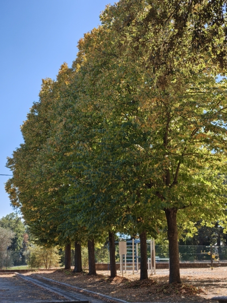 Finalmente L'autunno