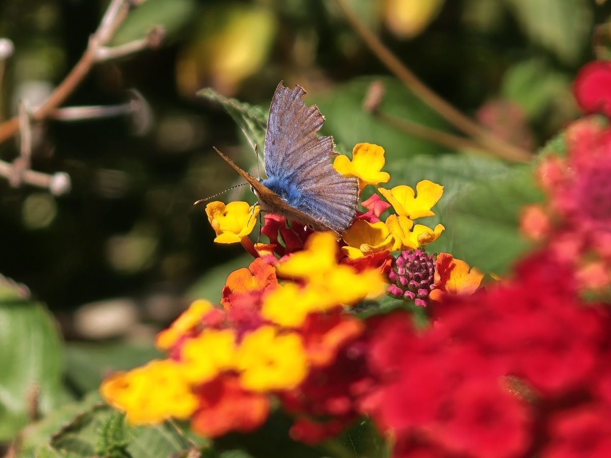 Meravigliosa 🦋🦋🦋