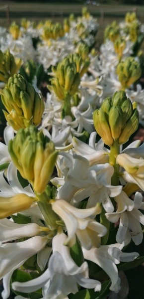 La Primavera ci regala piccole emozioni