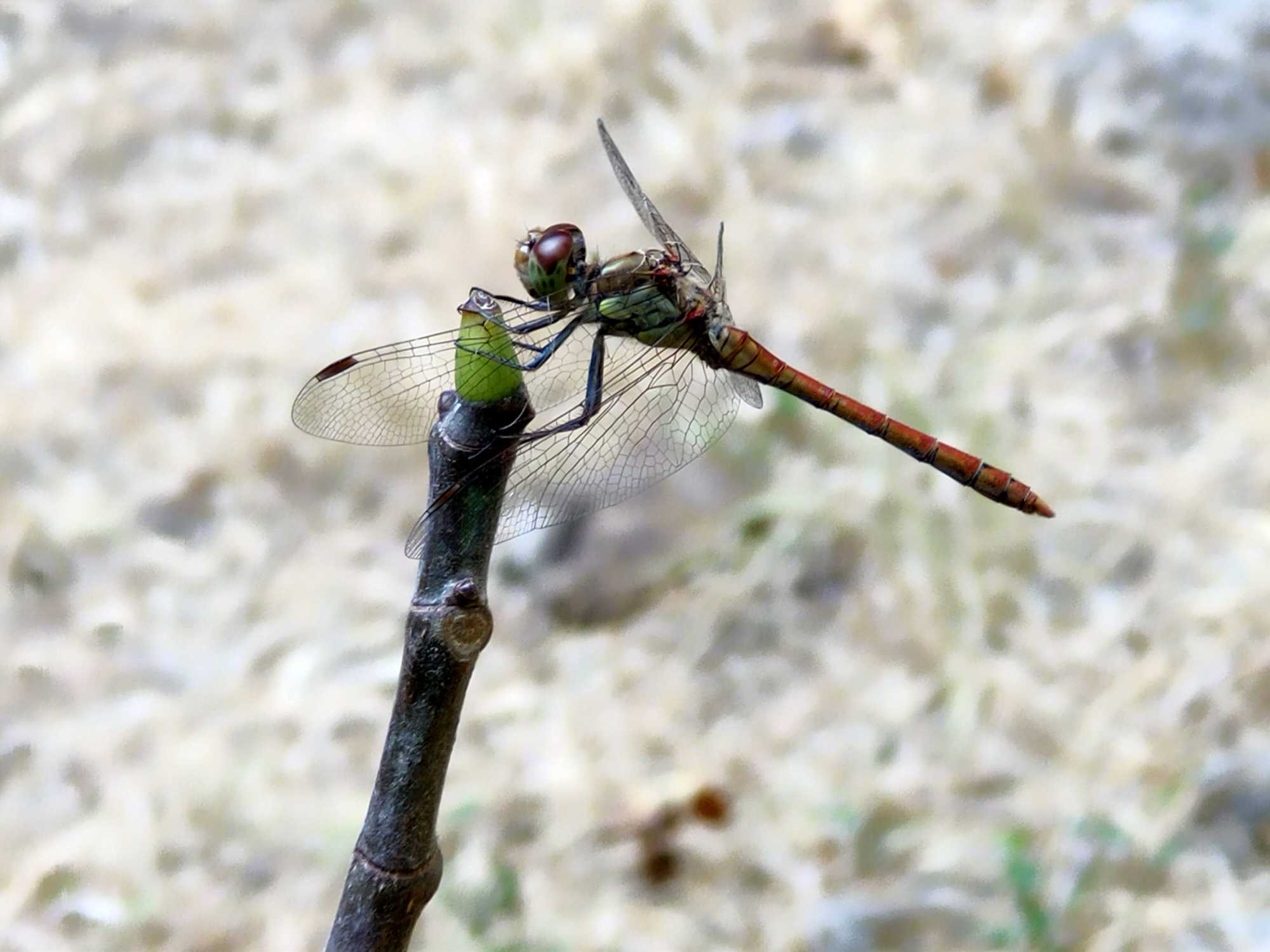 Rincorsa alla libellula