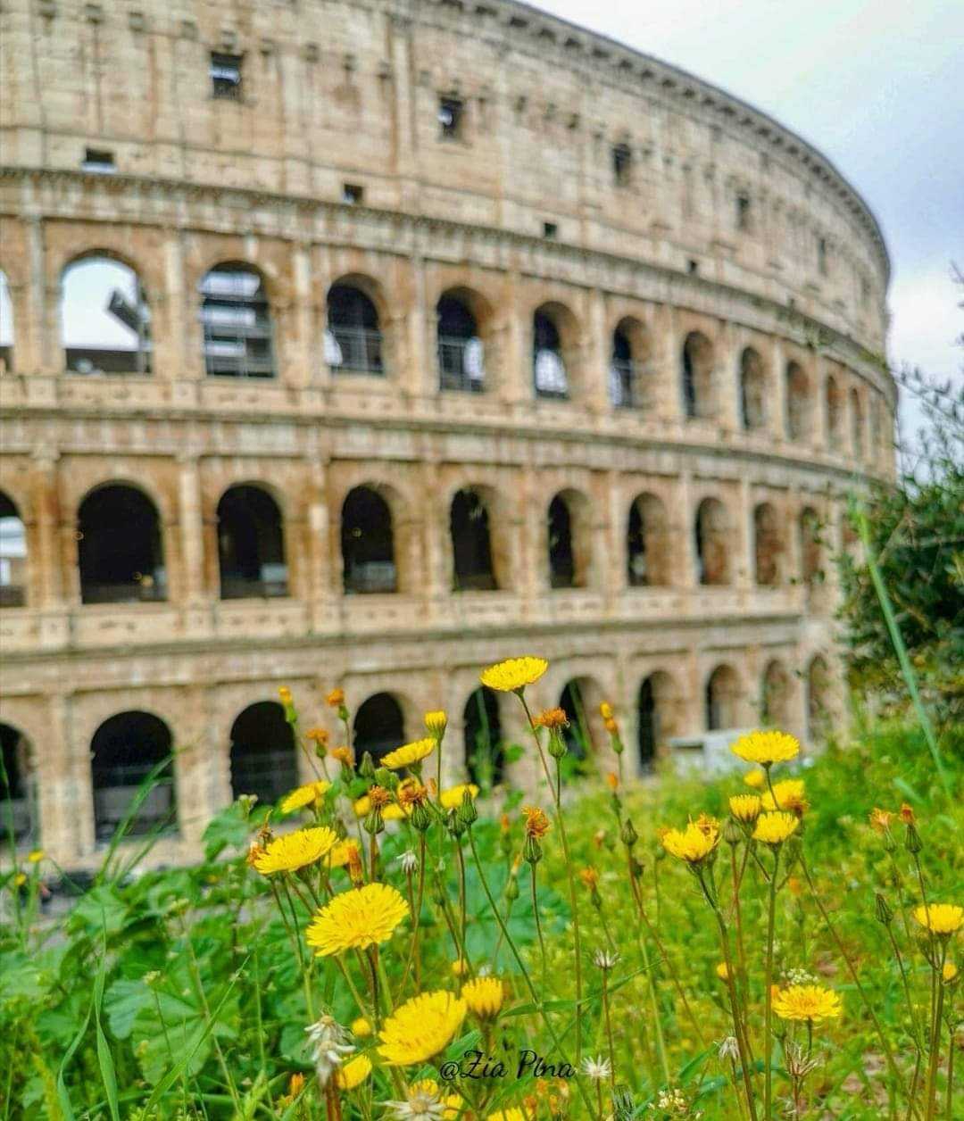 buongiorno a tutti voi della community foto dal Colosseo con i fiori di primavera gialli.Oggi primo giorno di  primavera finalmente 😄