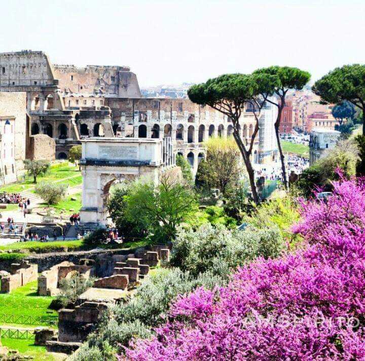 buongiorno a tutti della community dal panorama del Foro Romano con il Collosseo 😄