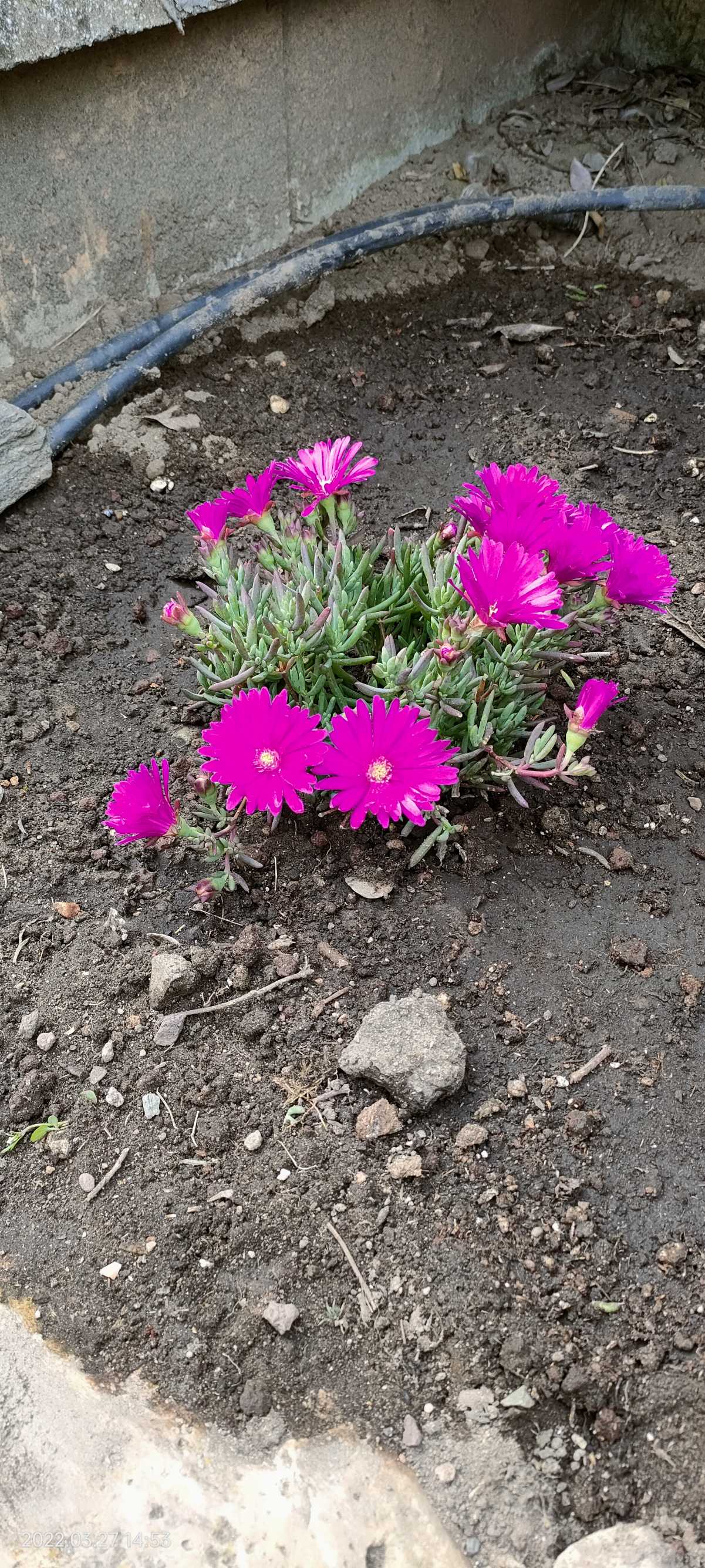 profumo di primavera
