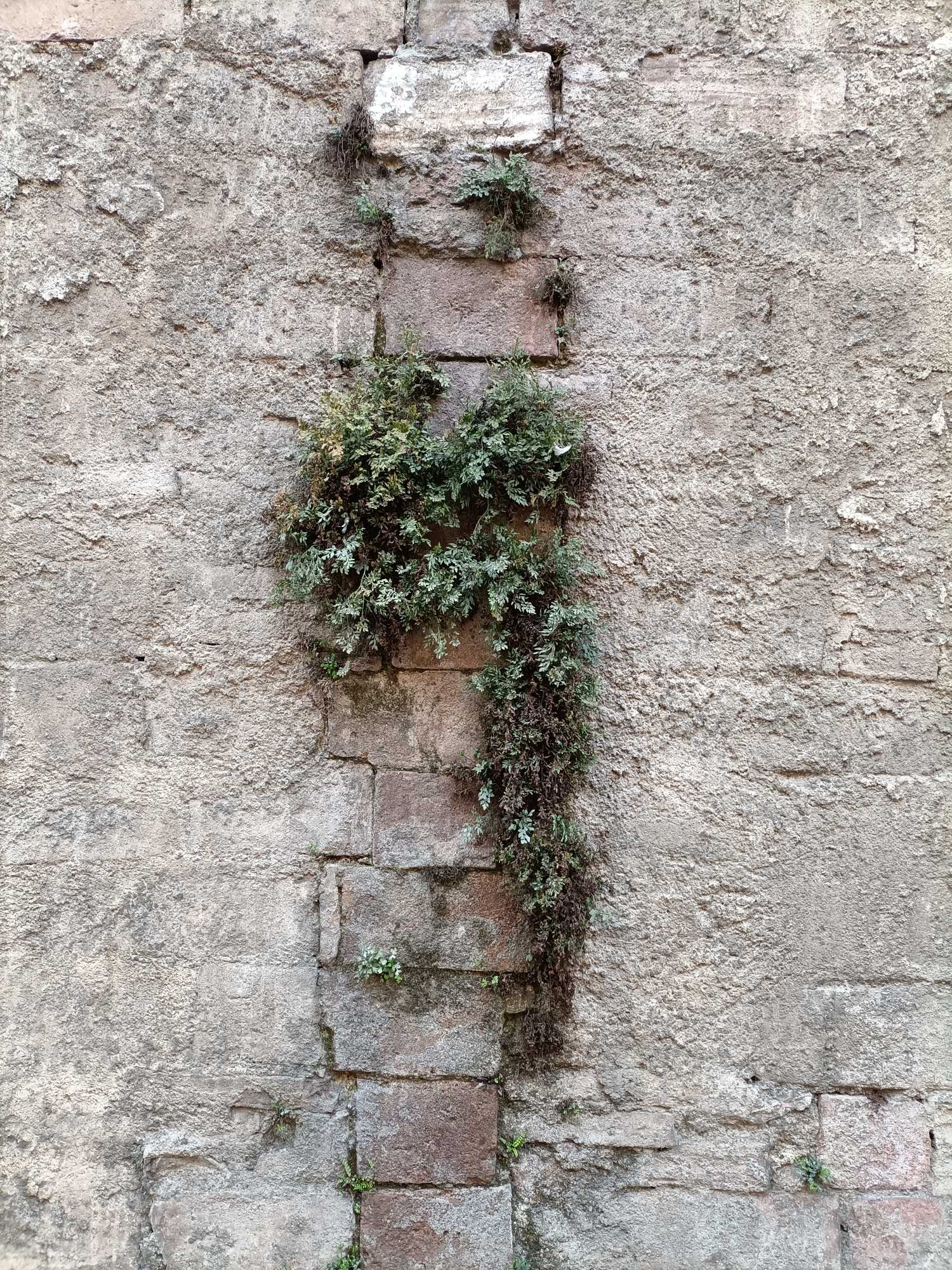 natura urbana