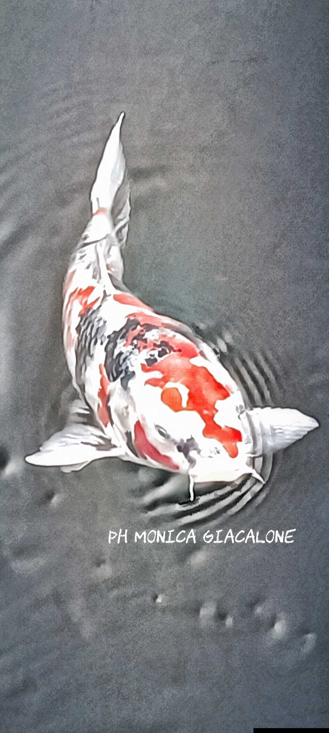 carpa koi