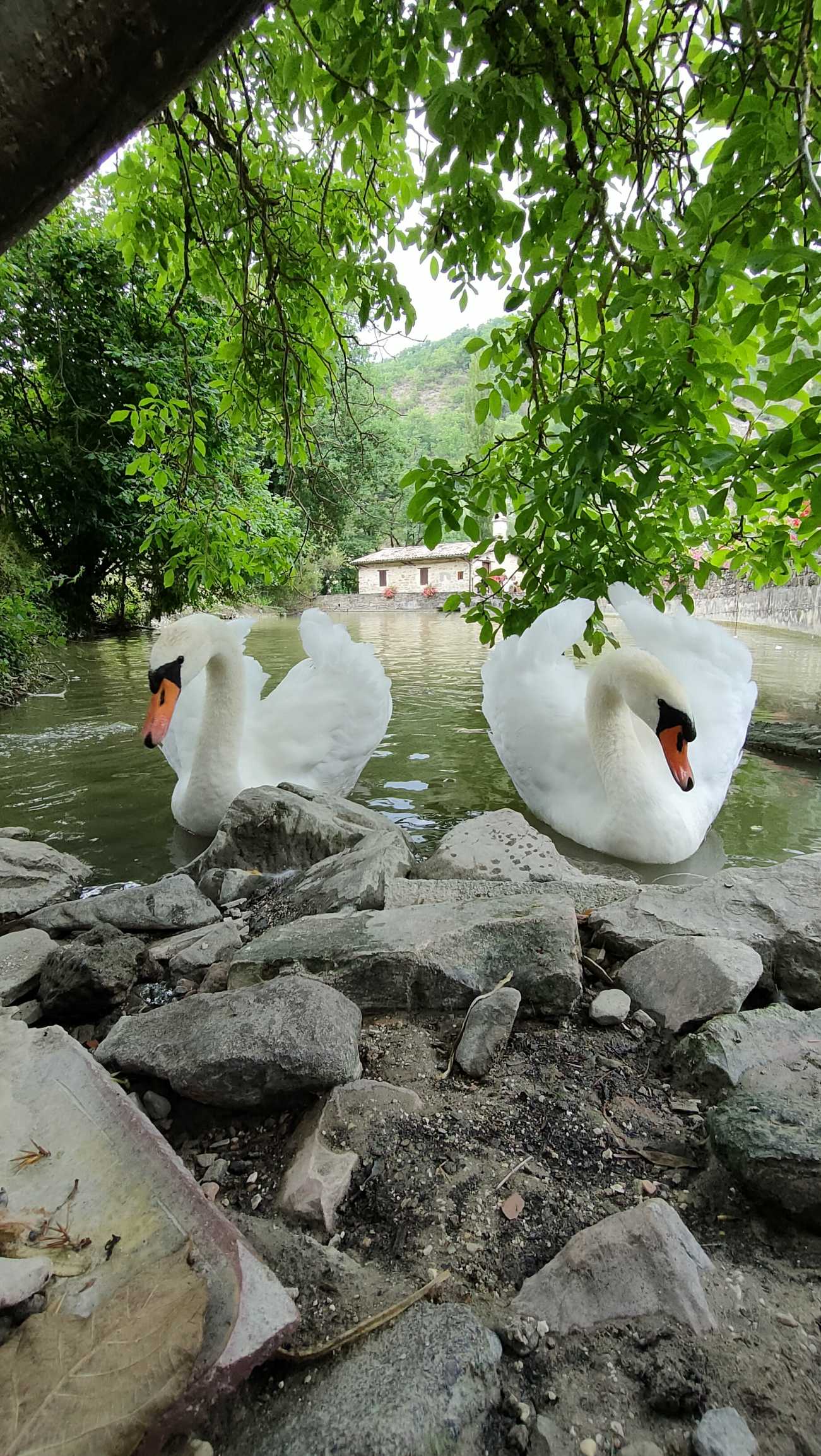 Swan heart