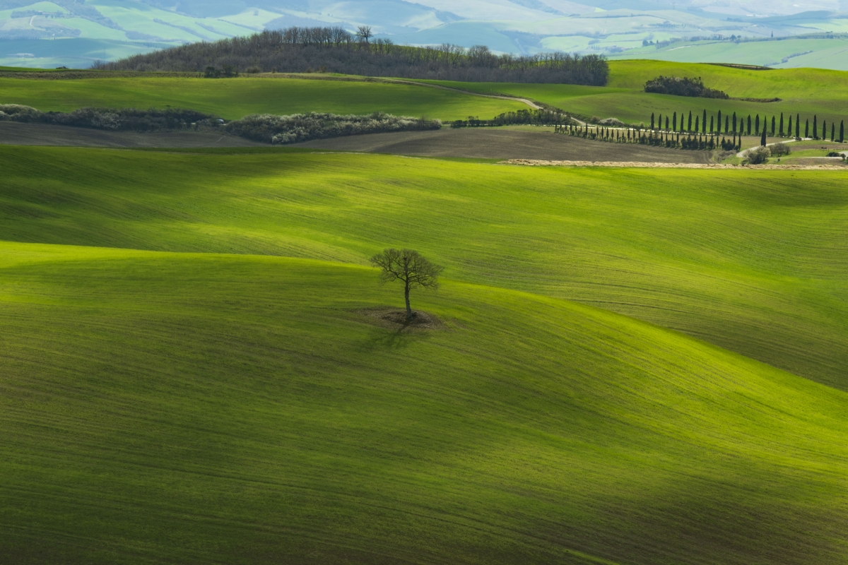 L'albero solitario della Val d'Orcia