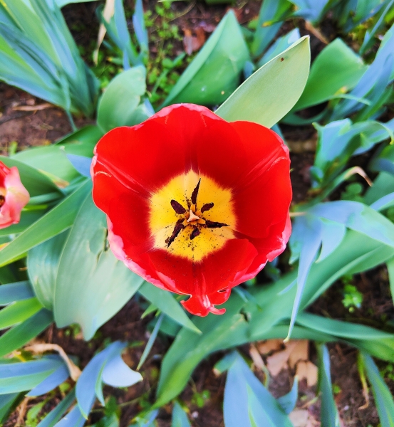 Tulipano rosso