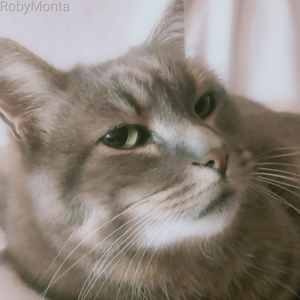 Robymonta