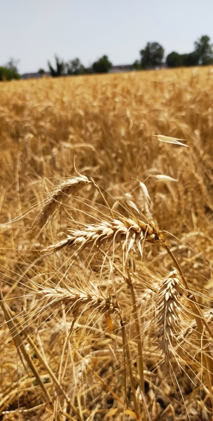 Doriana Govi